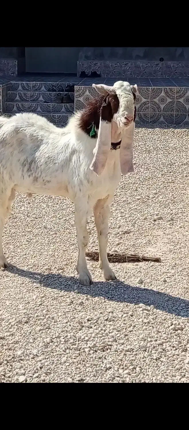 فروشی|حیوانات مزرعه|گله دار, |دیوار