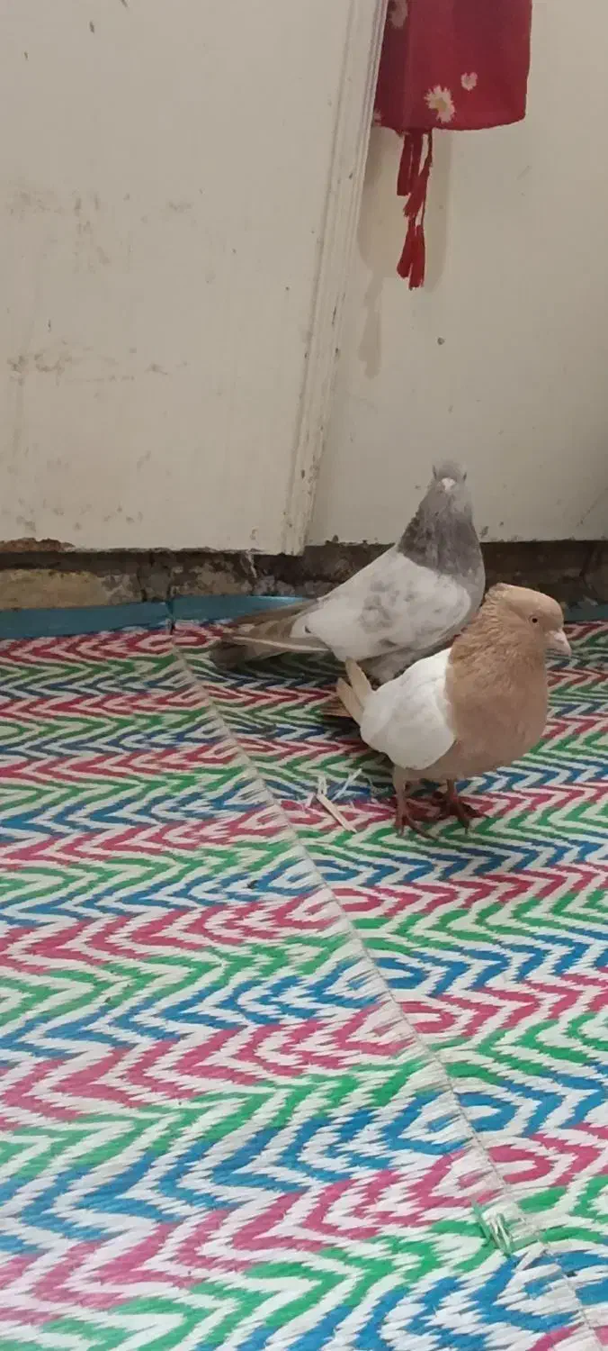 کفتر|پرنده|مشهد, هنرستان|دیوار