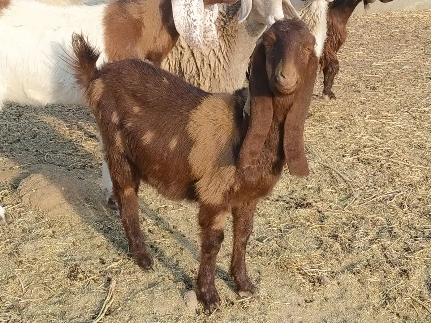 بز فروشی|حیوانات مزرعه|قائن, |دیوار