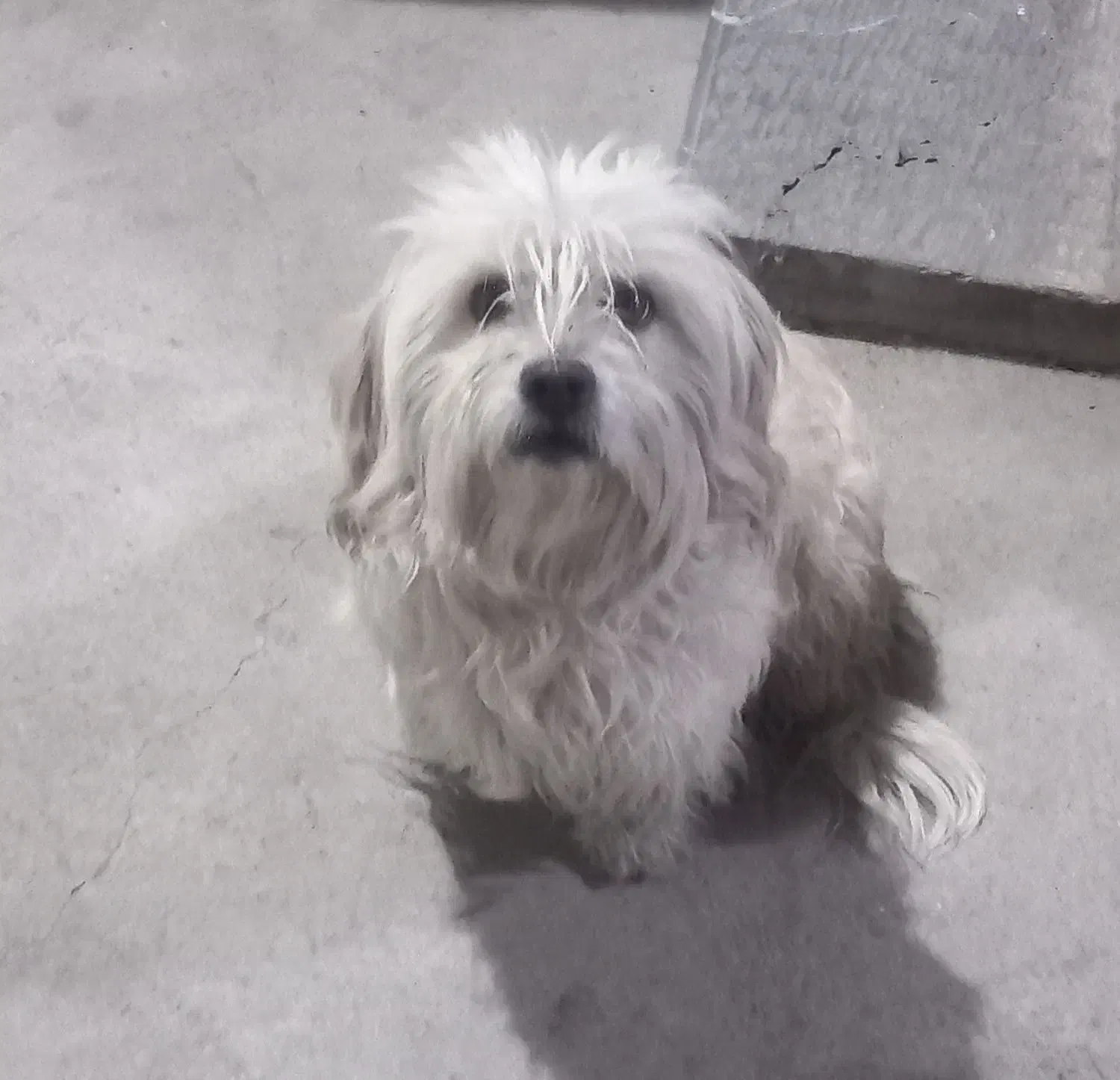 سگ پاکوتاه|سگ|خوی, |دیوار