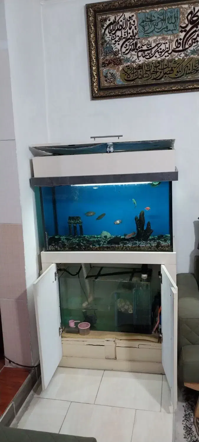 آکواریوم شرکتی|ماهی|شاهدشهر, |دیوار