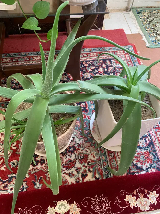 گل الوورا|گل و گیاه طبیعی|نهاوند, |دیوار