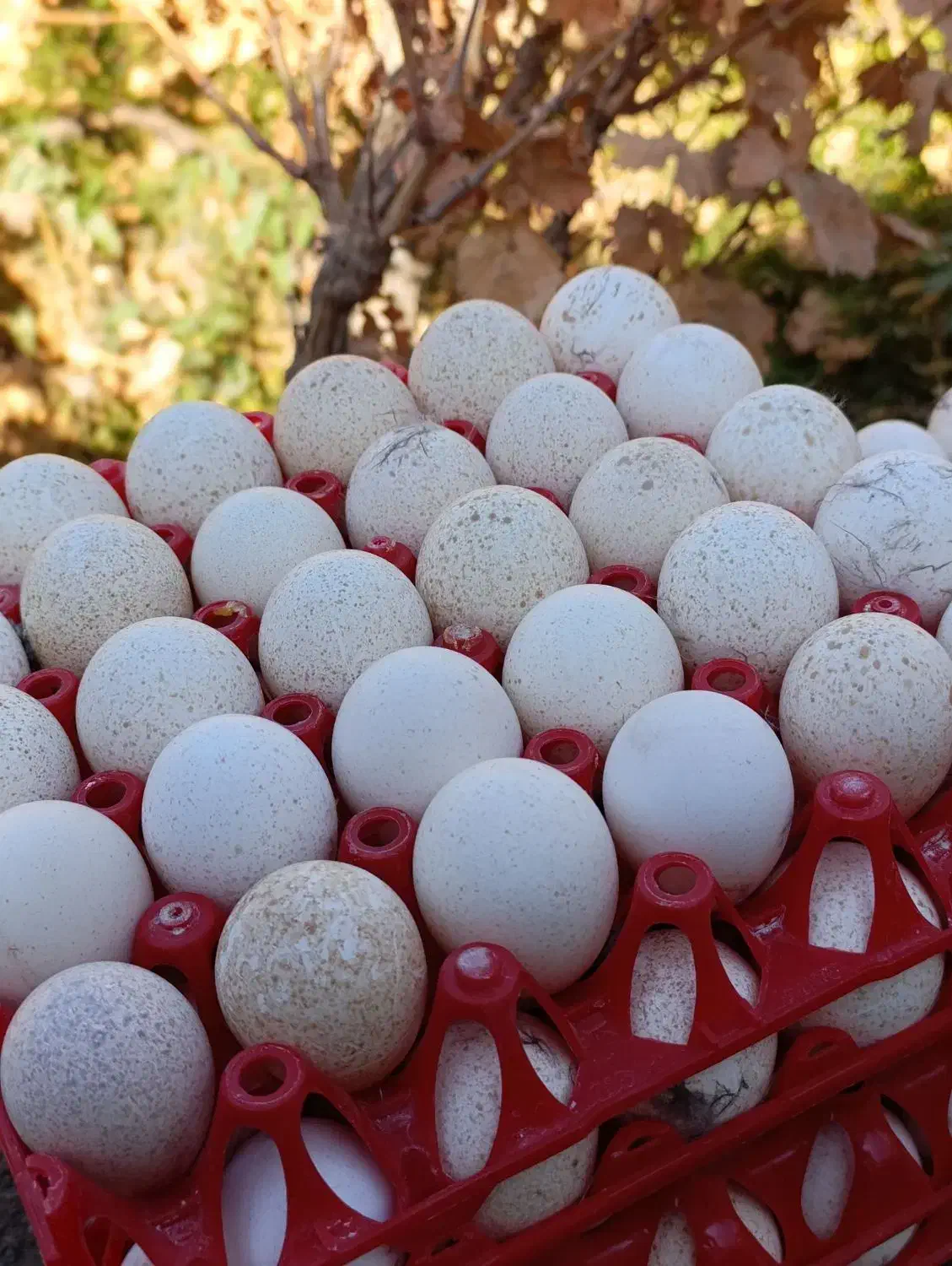 تخم نطفه دار بوقلمون برنز|حیوانات مزرعه|آران و بیدگل, |دیوار