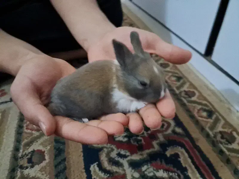 بچه خرگوش|موش و خرگوش|اهواز, زیتون کارگری|دیوار