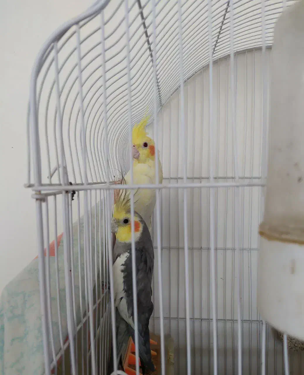 عروس هلندی|پرنده|تربت‌حیدریه, ده پائین|دیوار