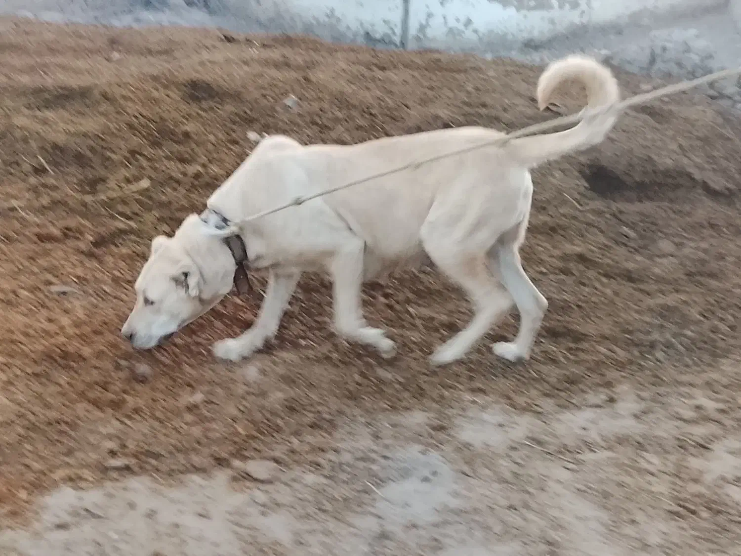 سگ ماده سرابی|سگ|کندوان, |دیوار