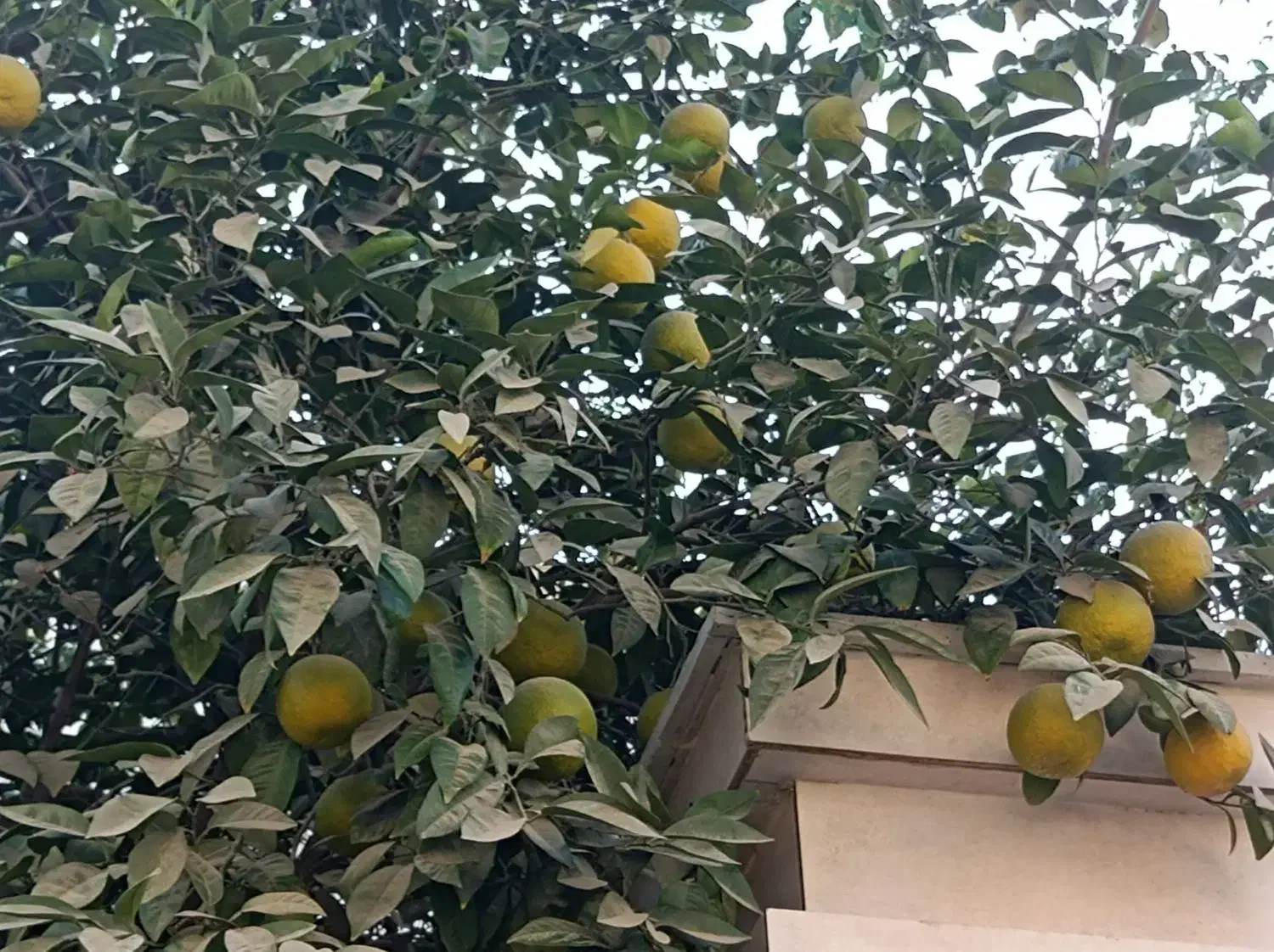 نارنج|گل و گیاه طبیعی|بندر گناوه, |دیوار