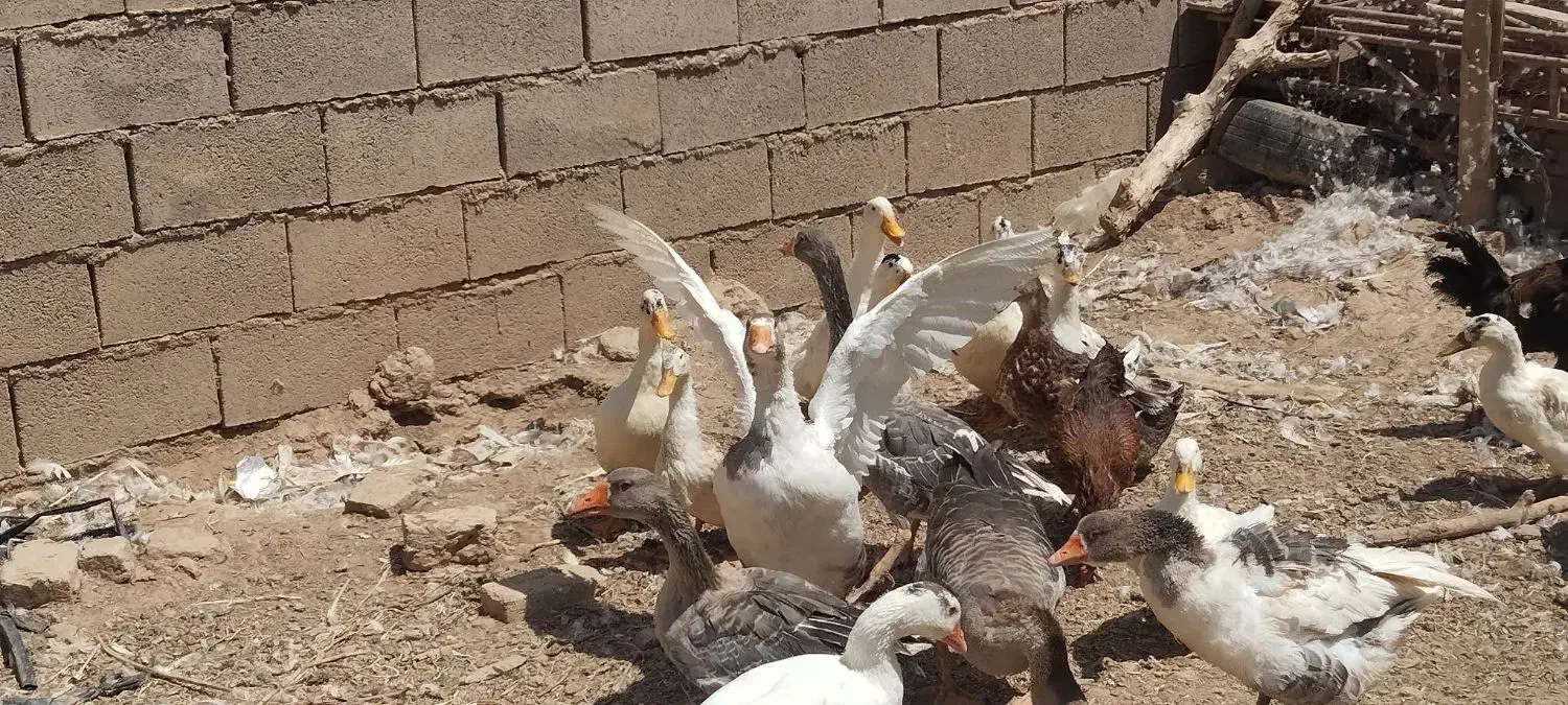 غاز و اردک|حیوانات مزرعه|تربت جام, میان جام|دیوار