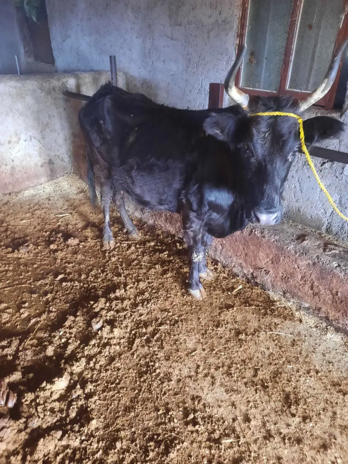 گاو حامله|حیوانات مزرعه|توتکابن, |دیوار