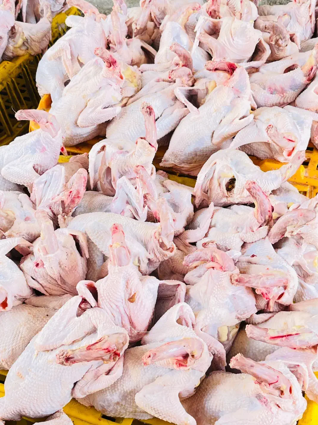 مرغ محلی|عمده‌فروشی|بهبهان, |دیوار