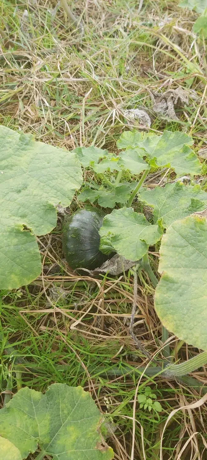 کدو خوراک دام|خوردنی و آشامیدنی|رشت, یخسازی|دیوار