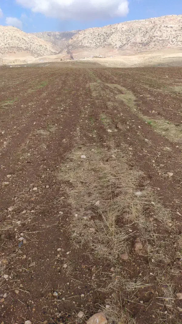 اجاره زمین کشاورزی تنقلا|اجارهٔ دفتر صنعتی، کشاورزی، تجاری|کوهدشت, |دیوار