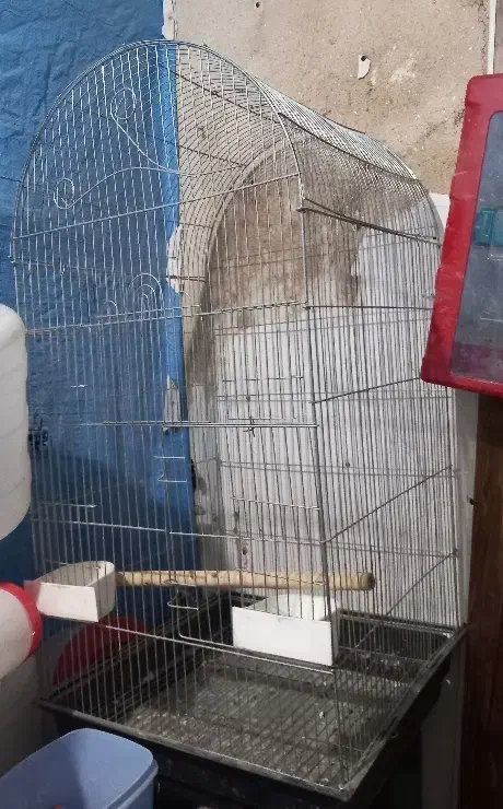 قفس عروس هلندی طوطی و....|لوازم جانبی حیوانات|ری, منصوریه منگل|دیوار