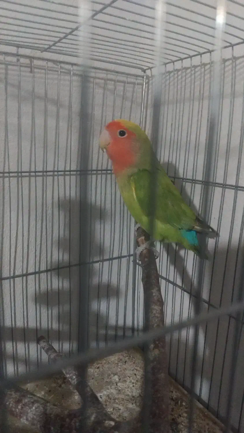 یک جفت کوتوله برزیلی|پرنده|گرگان, |دیوار