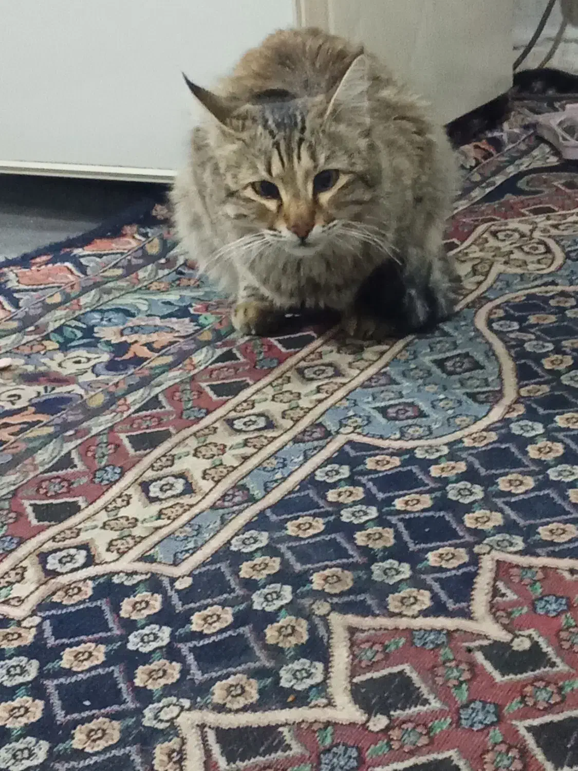 واگذاری گربه|گربه|بندرعباس, |دیوار