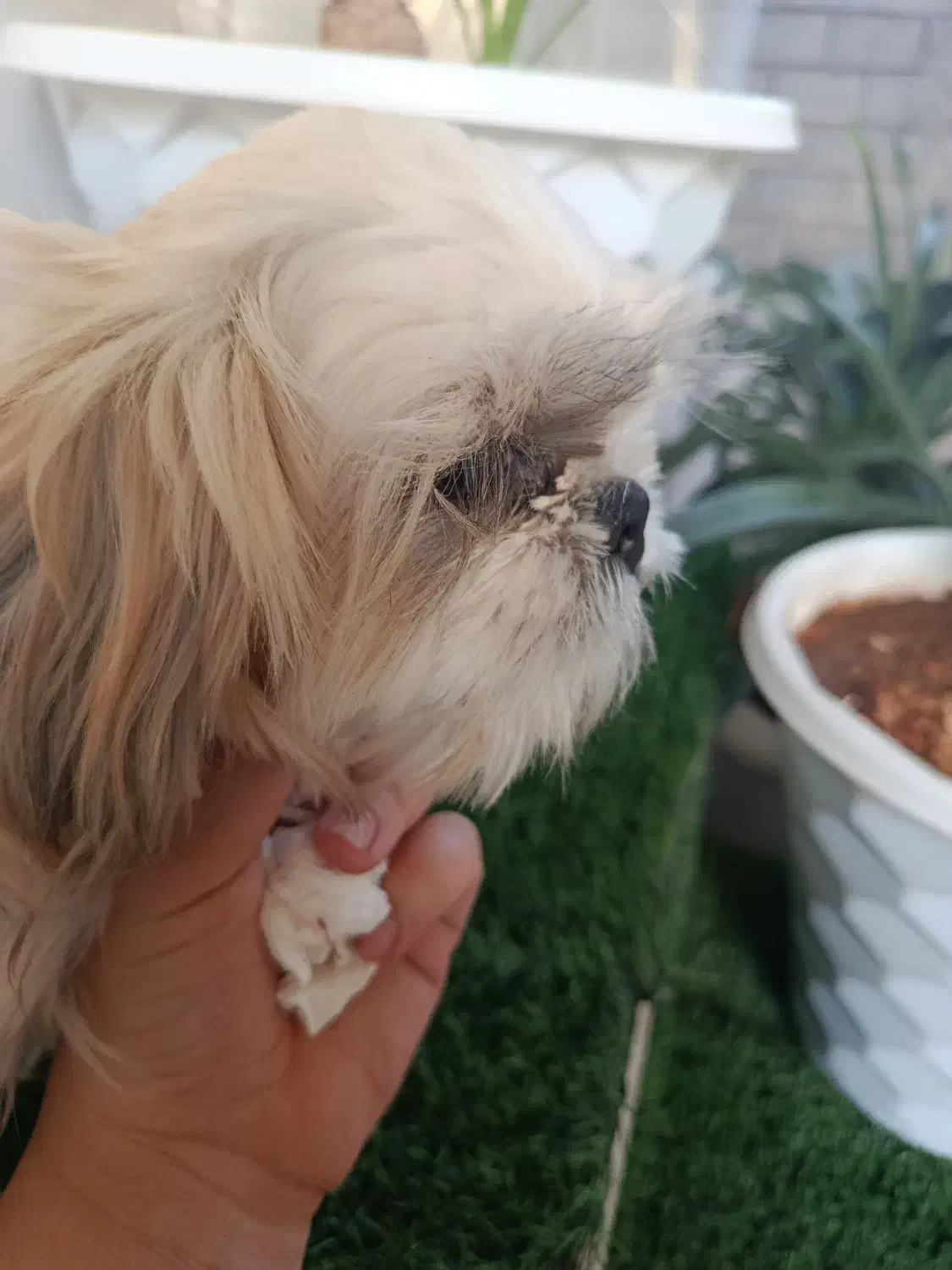 شیتزو فلت|سگ|مسجد سلیمان, |دیوار