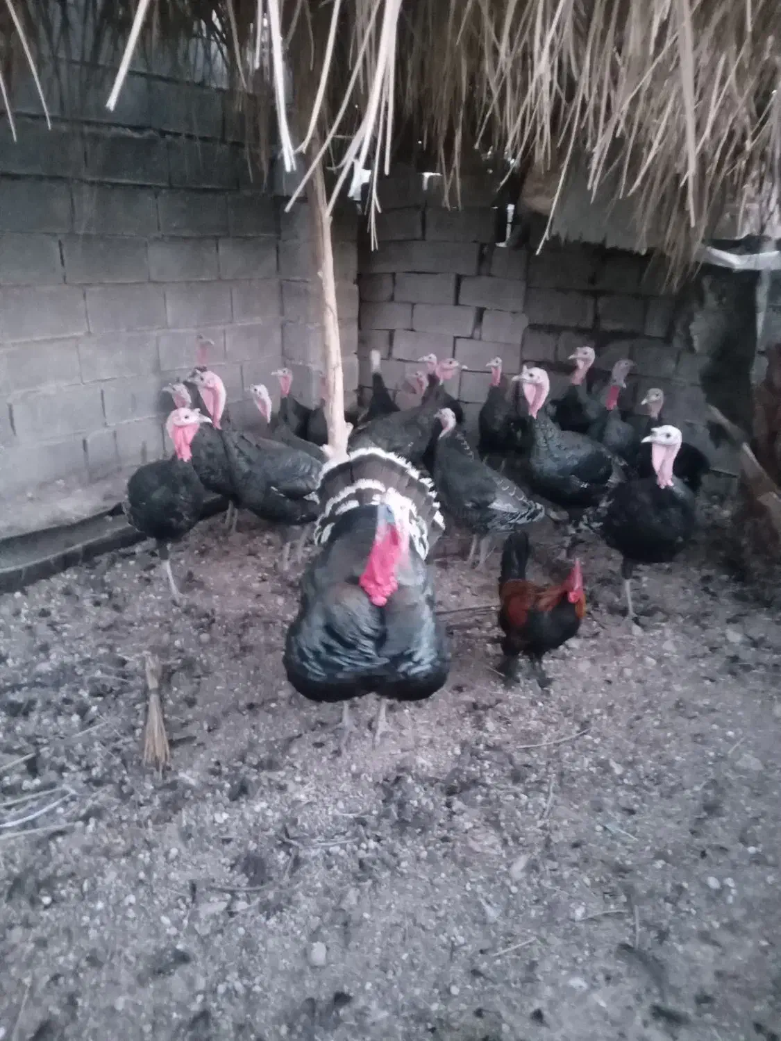 بوقلمون.|پرنده|بهبهان, |دیوار