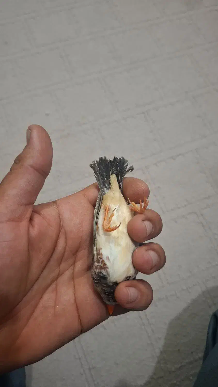 فنج|پرنده|خرمشهر, |دیوار