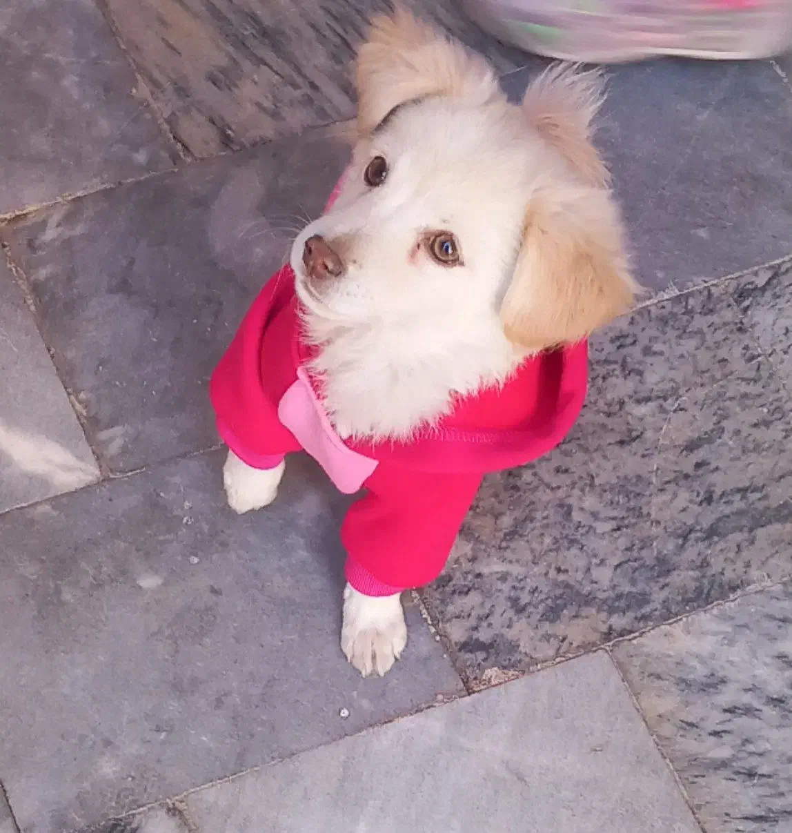 سگ خونگی|سگ|بناب, |دیوار