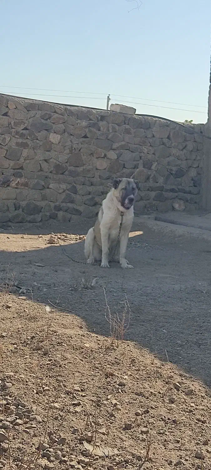 سرابی 6ماهه|سگ|تهران, لاله زار|دیوار