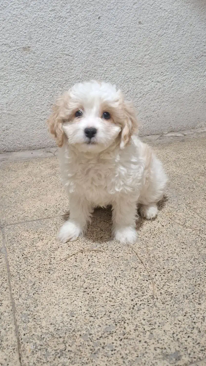 شیتزو|سگ|فولادشهر, B5|دیوار