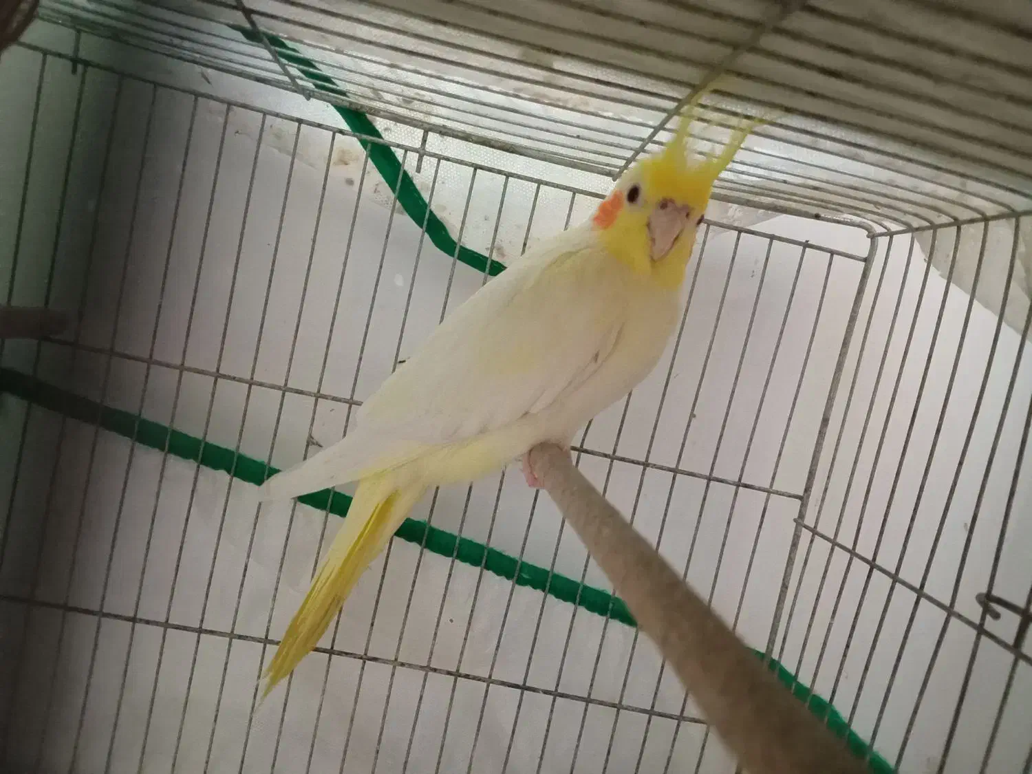 یک جفت عروس هلندی ۱۸ ماهه سالم و زیبا|پرنده|لنگرود, |دیوار