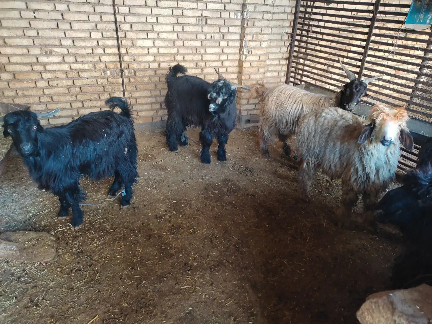 بیگ و بره|حیوانات مزرعه|گتوند, |دیوار