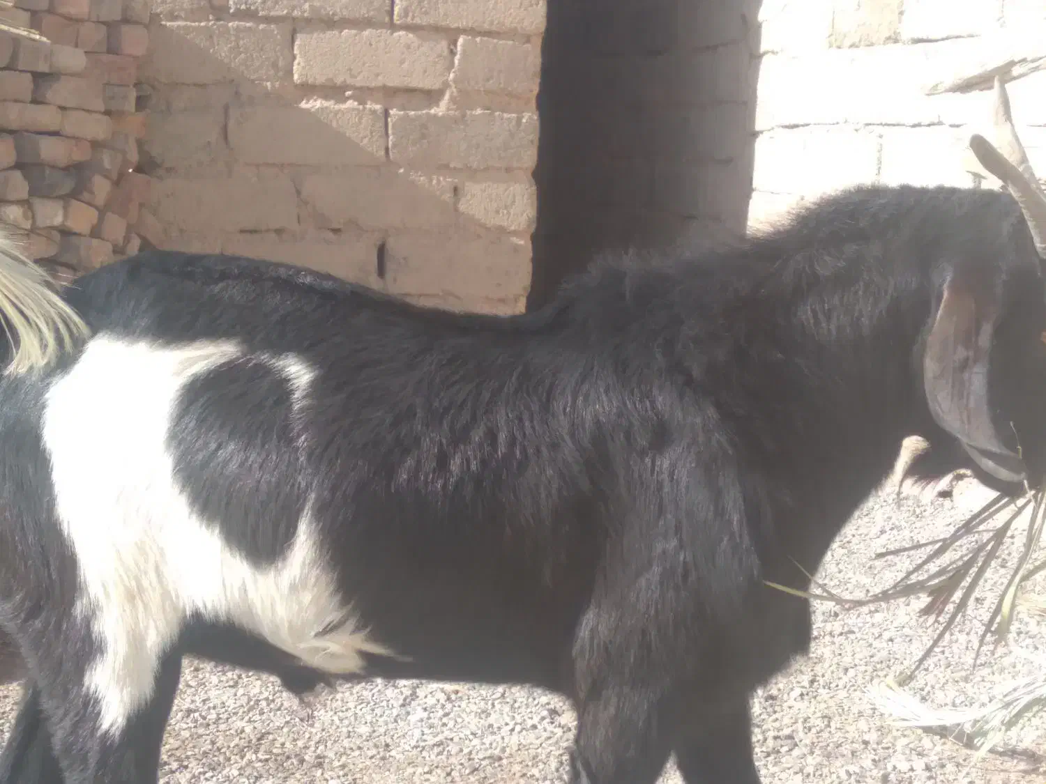 پاچن وبز فروشی۲۴|حیوانات مزرعه|خاش, |دیوار