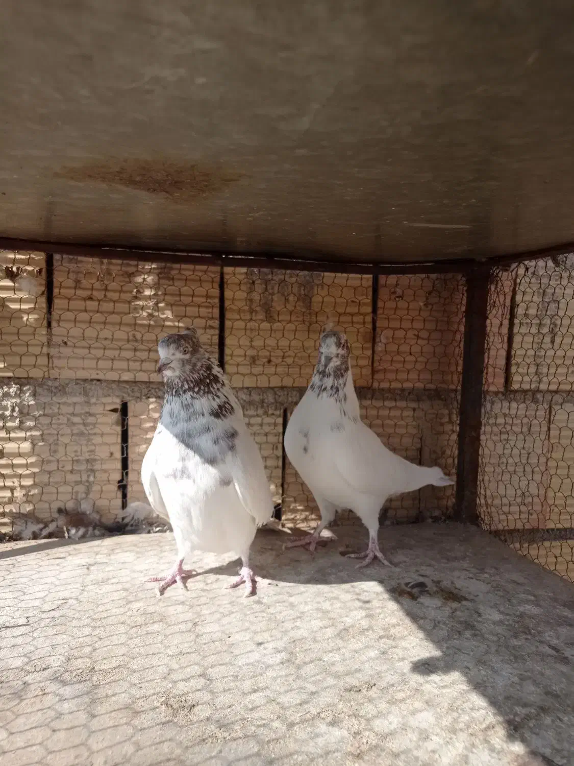 کبوتر|پرنده|میبد, |دیوار