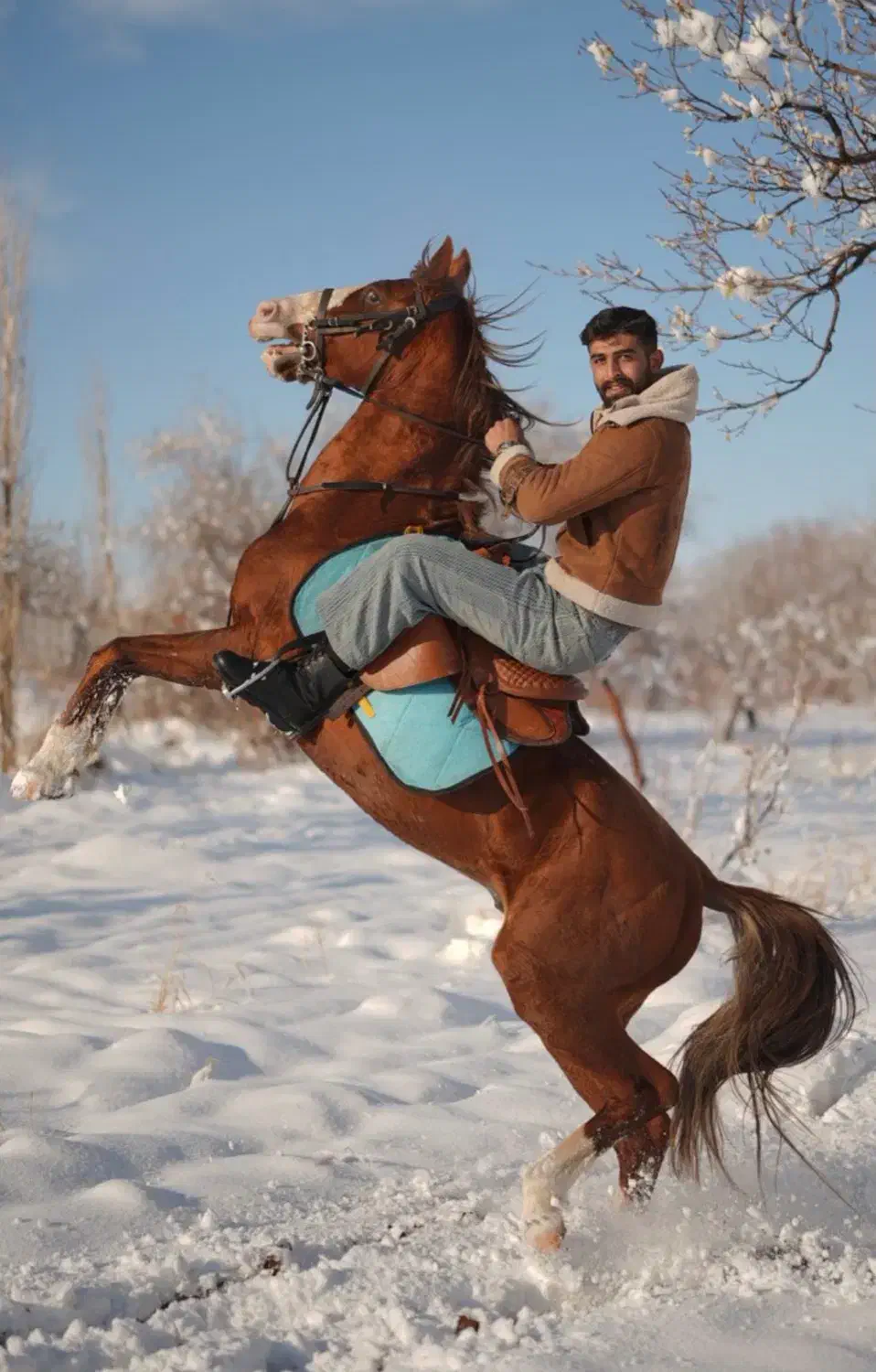 نریون کرد نوه سهیل|اسب و تجهیزات اسب‌سواری|قزوین, |دیوار