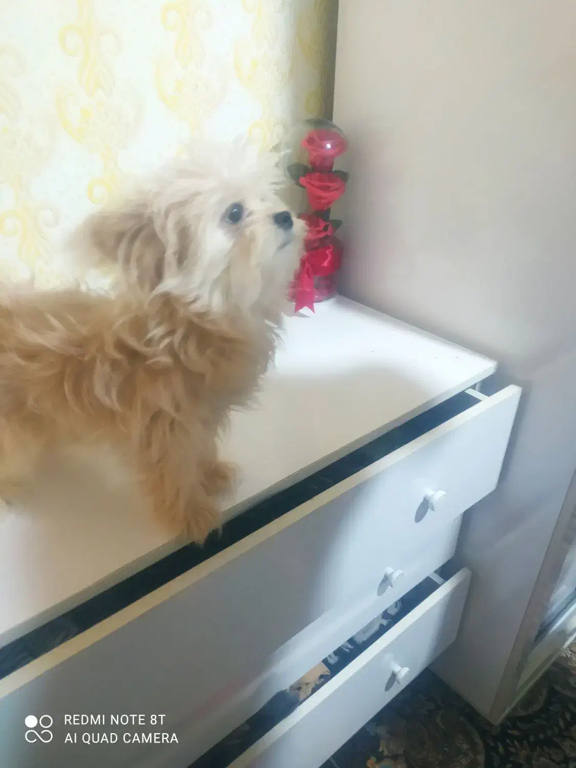 سگ پامر|سگ|تربتحیدریه, حسنی بالا|دیوار