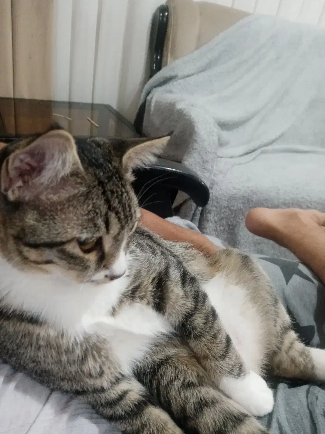 جفت گیری|گربه|همدان, |دیوار