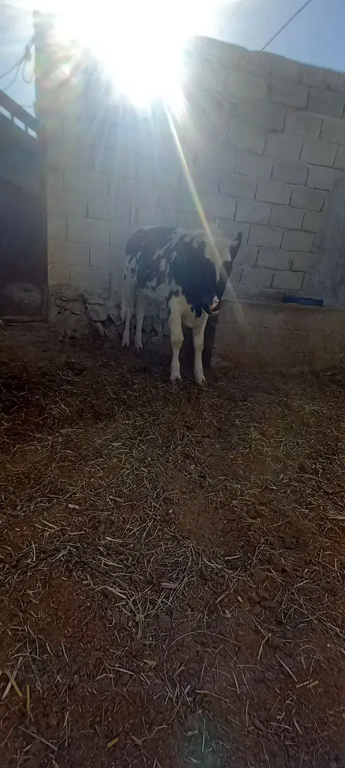 گاو آمریکایی فروشی|حیوانات مزرعه|هیدوچ, |دیوار