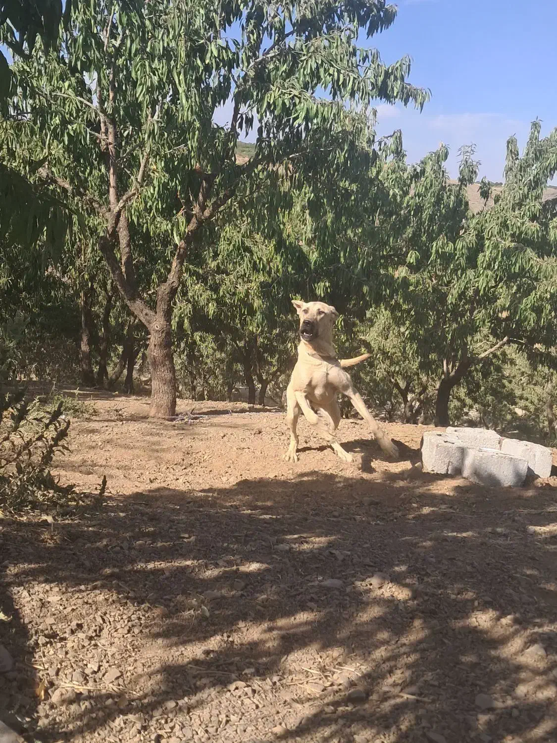 سگ پژدر|سگ|شهرکرد, |دیوار