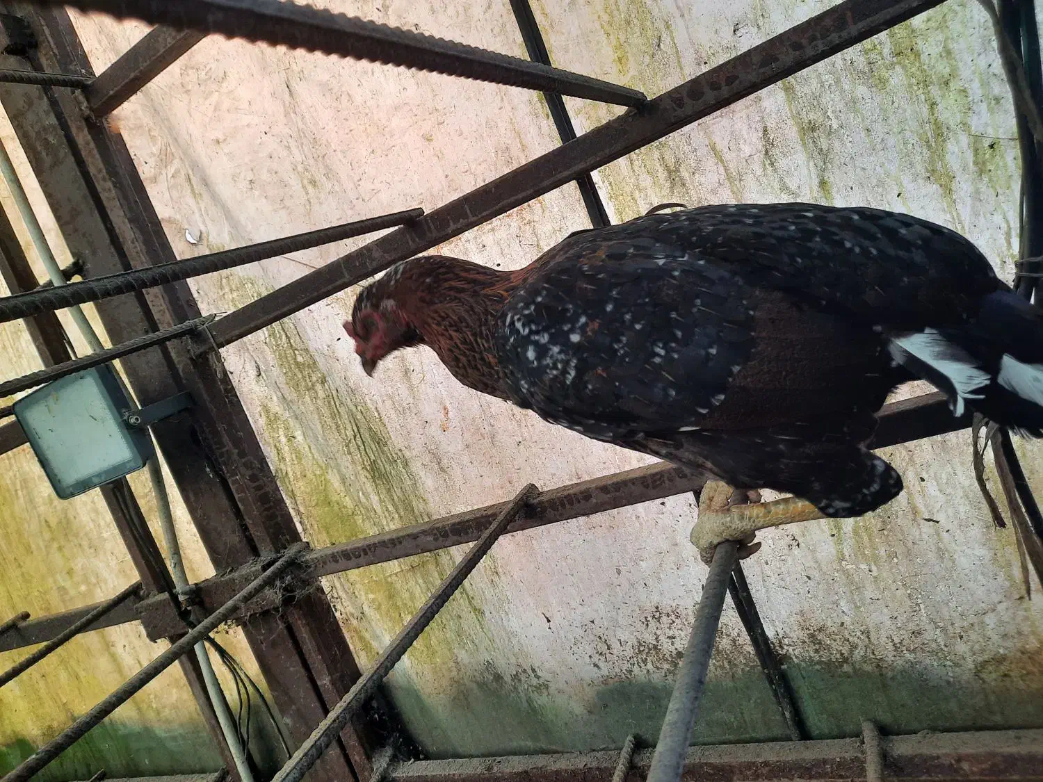 لاری|پرنده|رودسر, |دیوار