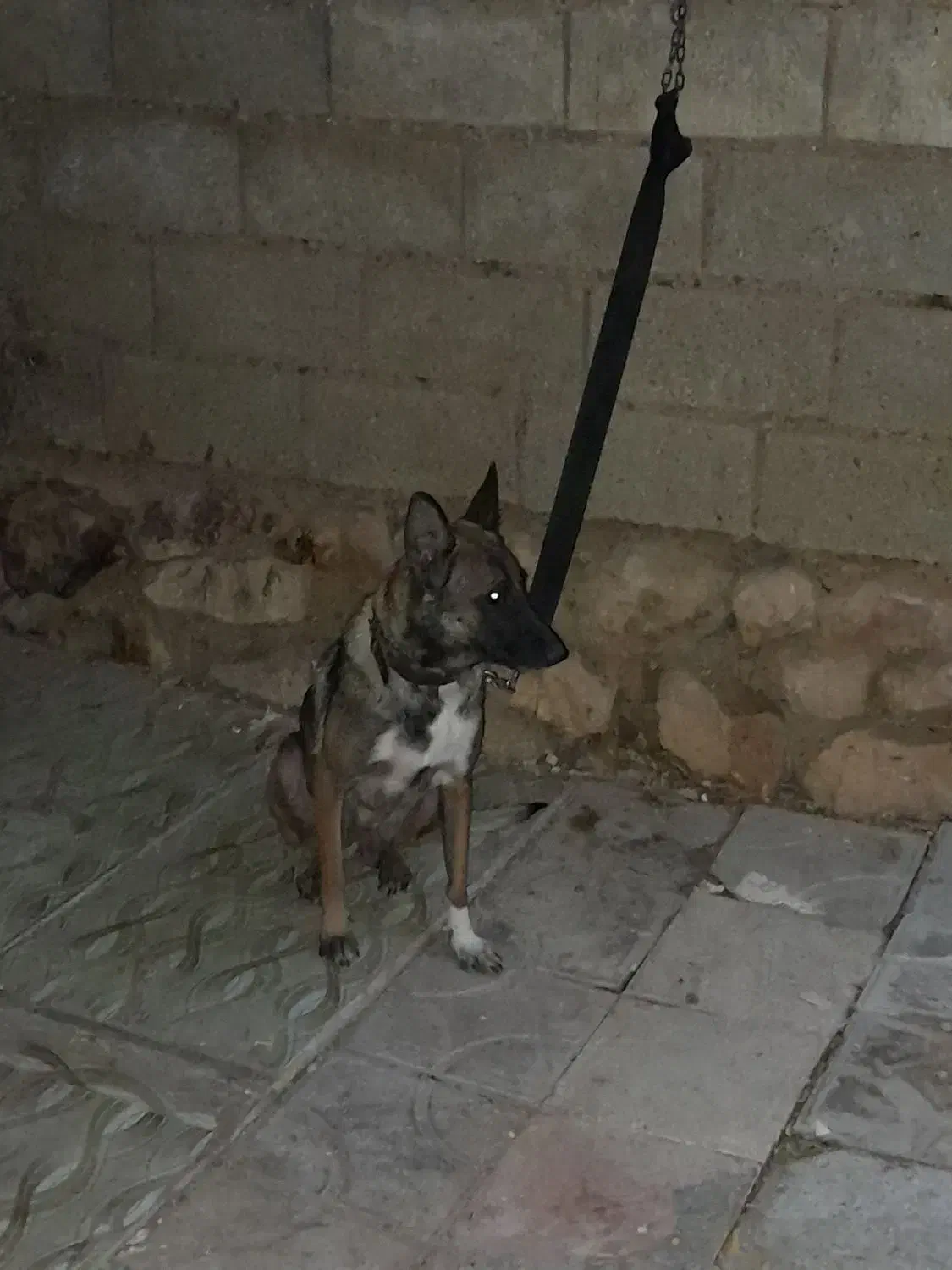 واگذاری مالینویز ماده|سگ|شیراز, نصرآباد|دیوار