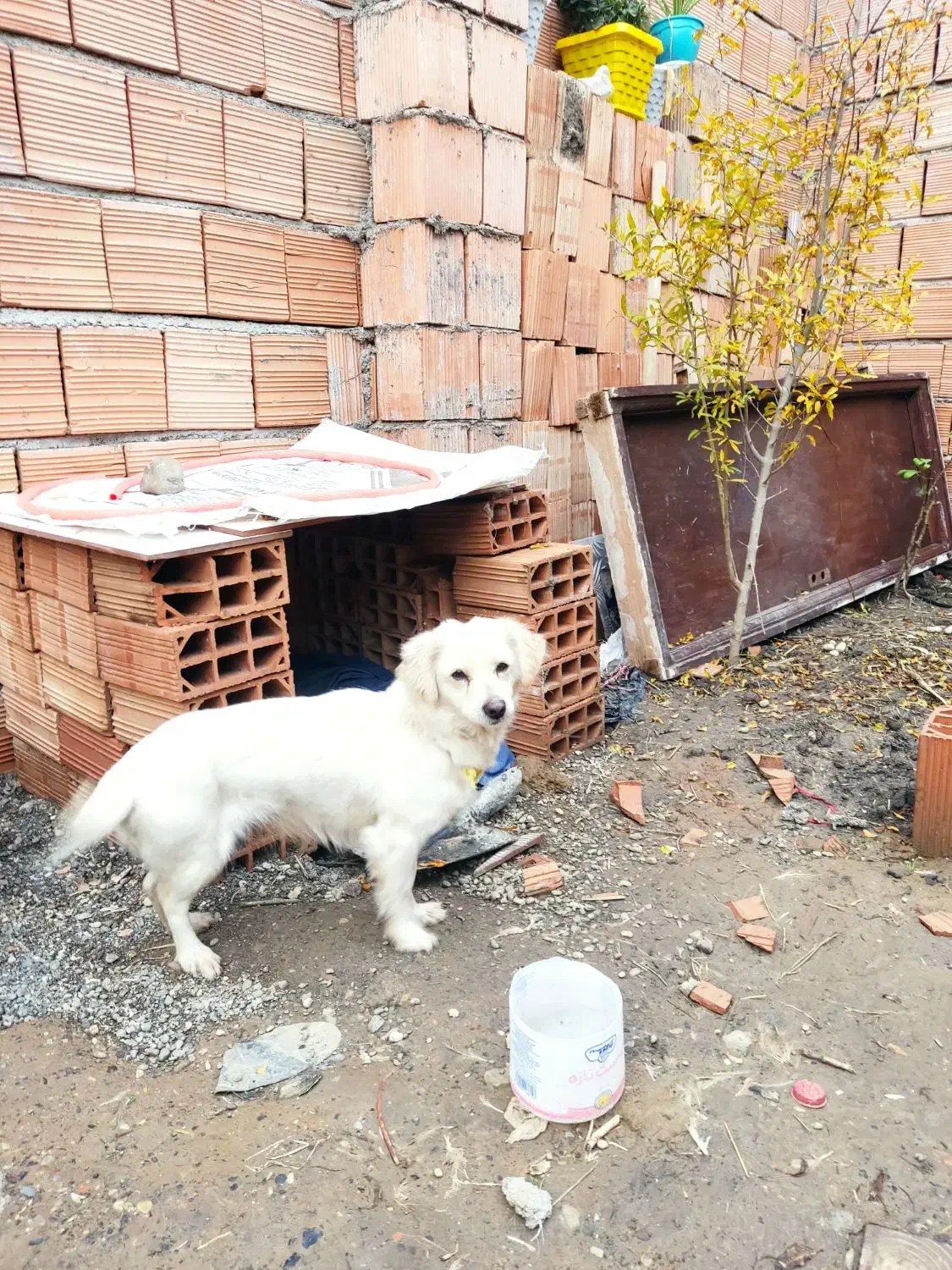 حرف گوش کن|سگ|مزرعه کتول, |دیوار