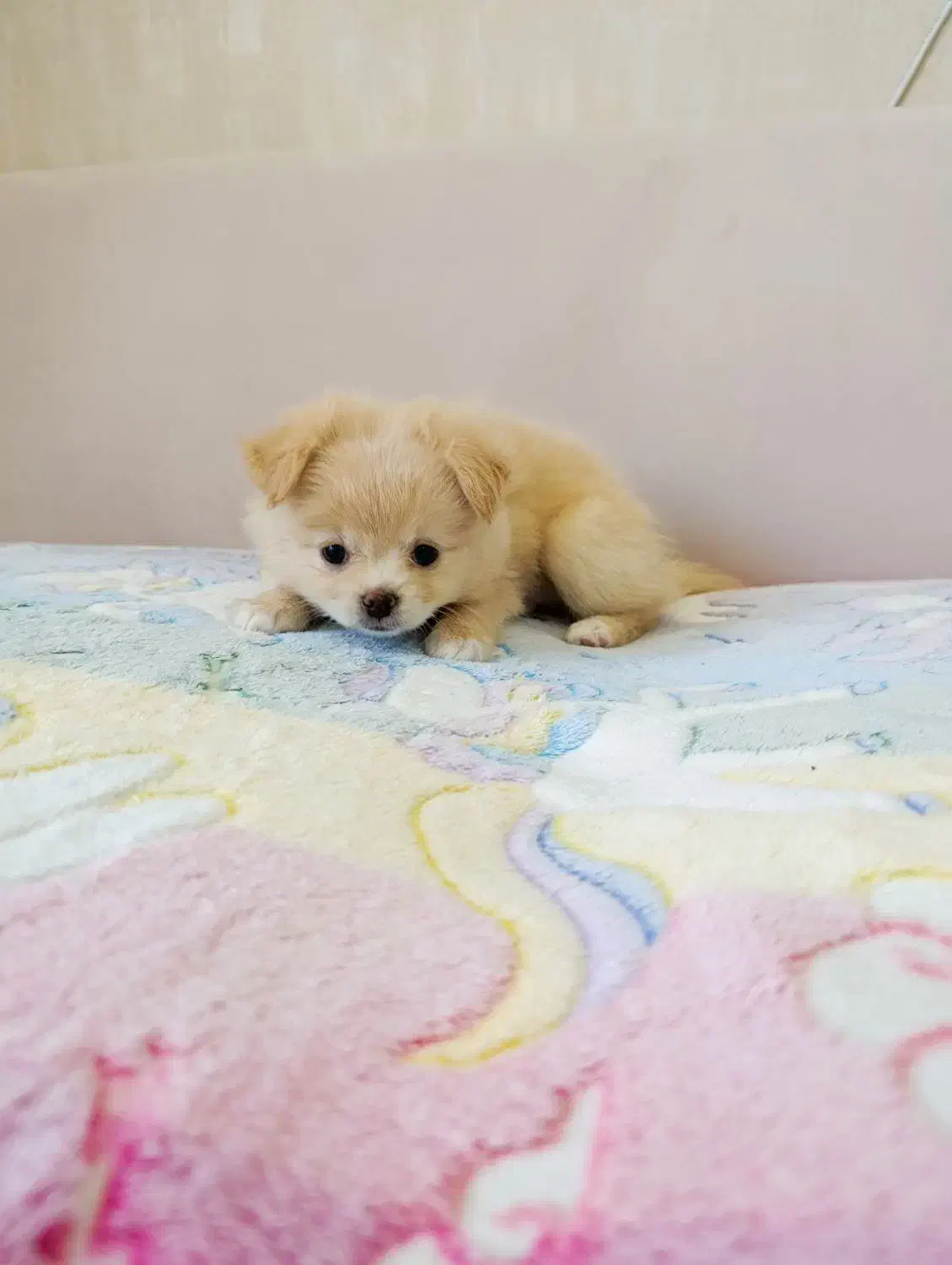 شیتزو پامر|سگ|صدرا-فارس, فاز ۱|دیوار