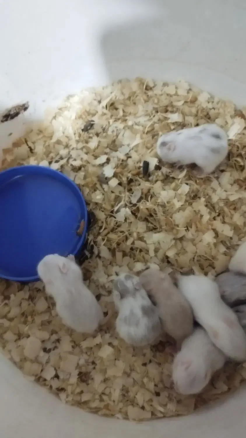 همستر های بازیگوش و سرحال|موش و خرگوش|رشت, یخسازی|دیوار