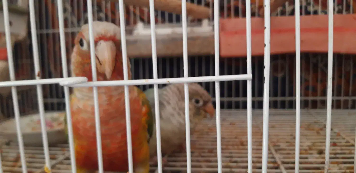 جفت زمانتی تخم وجوجه یک سالو هشت ماه|پرنده|مشهد, ابوذر|دیوار