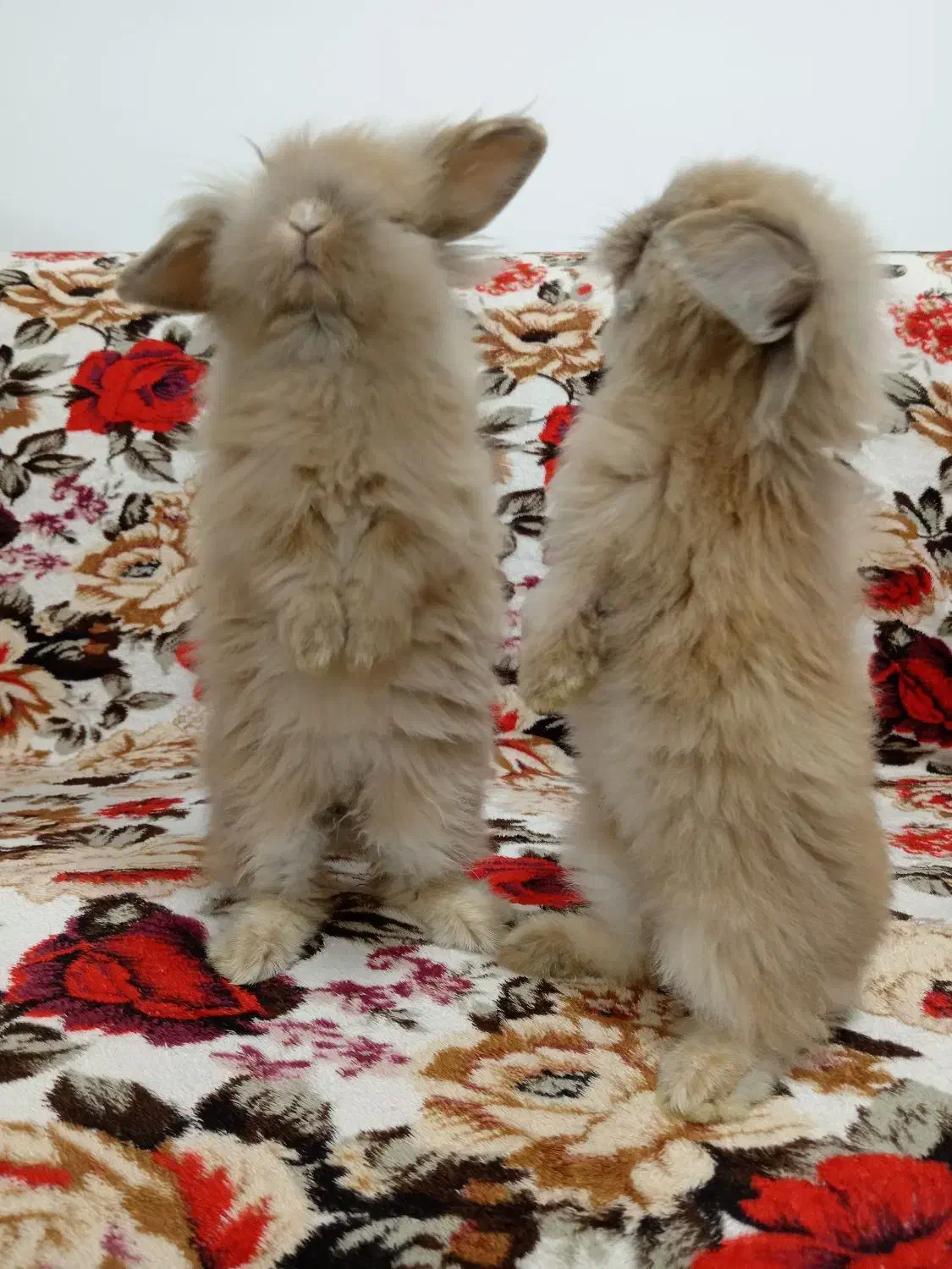 خرگوش لوپ دو ماهه|موش و خرگوش|گنبد کاووس, |دیوار