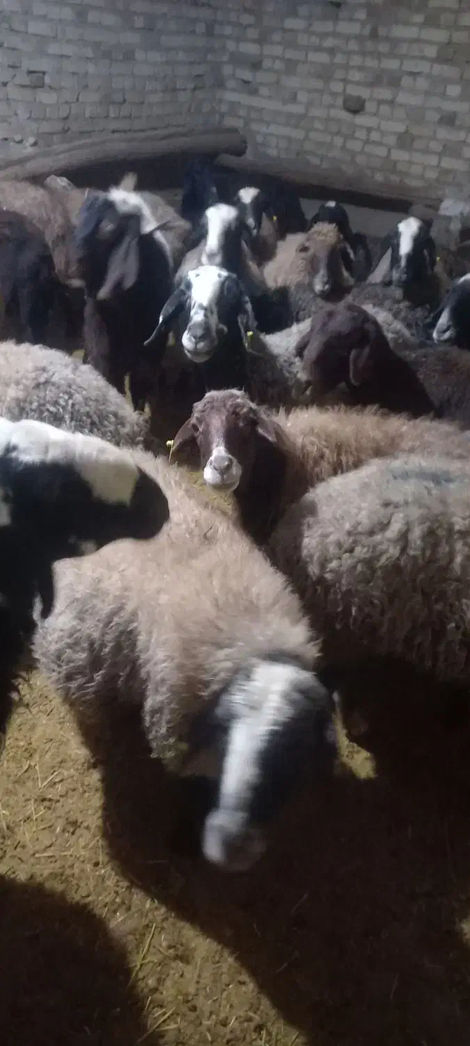 ۲۲ عدد گوسفند|حیوانات مزرعه|سردرود, |دیوار