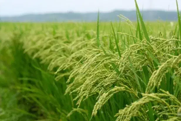 برنج معطر میانه ممان|خوردنی و آشامیدنی|تبریز, |دیوار