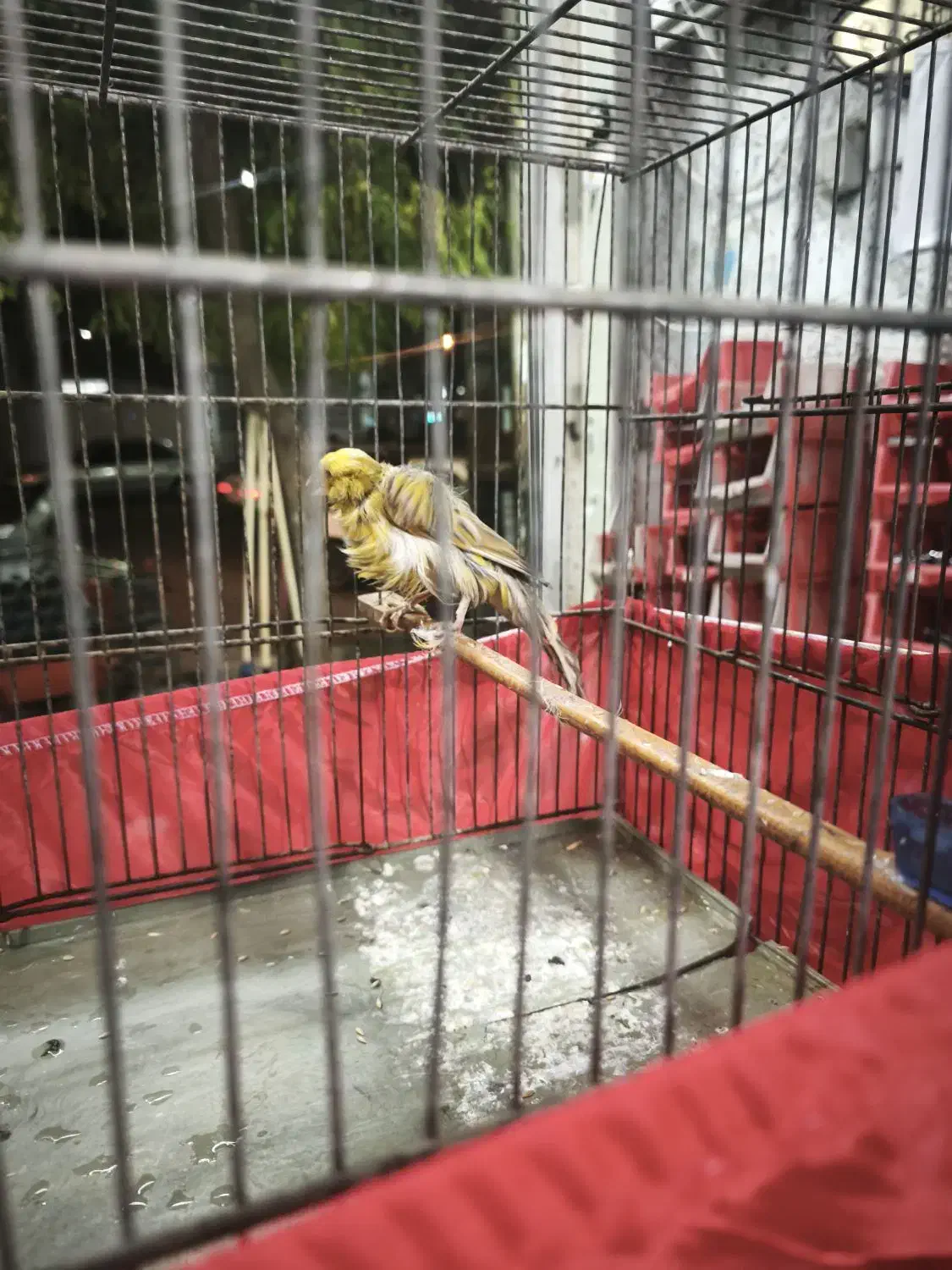 قناری فری|پرنده|کهریزک, |دیوار