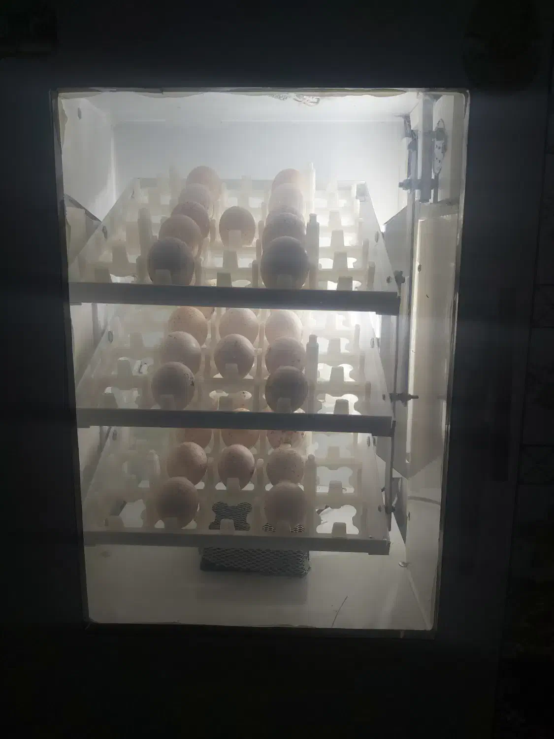 دستگاه جوجه کشی فاخته|لوازم جانبی حیوانات|مریوان, |دیوار