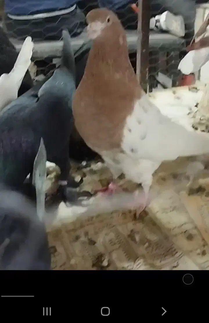 کفتر|پرنده|بستان آباد, |دیوار