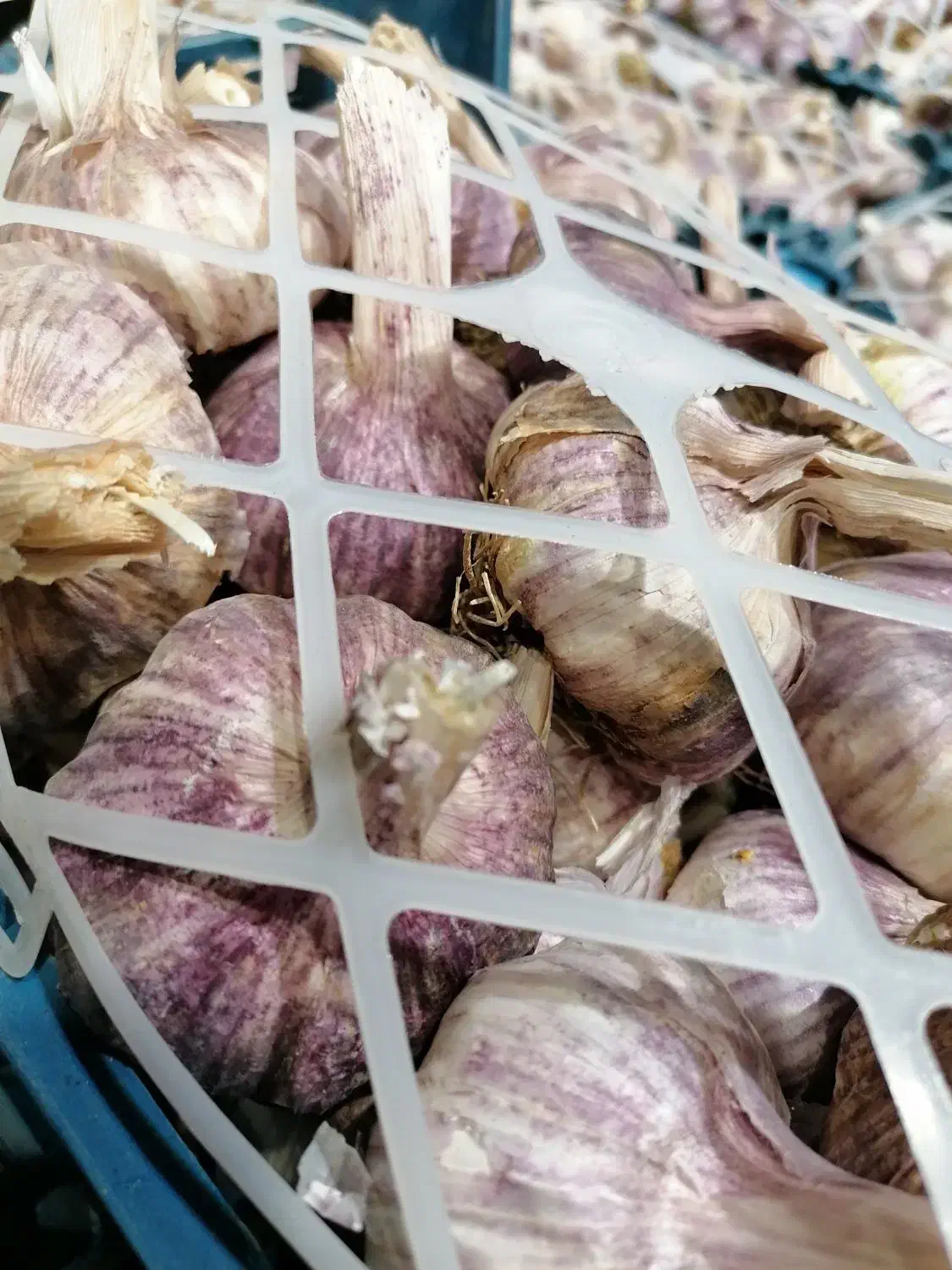 سیربذری|خوردنی و آشامیدنی|شیراز, شهرک نیروی انتظامی|دیوار