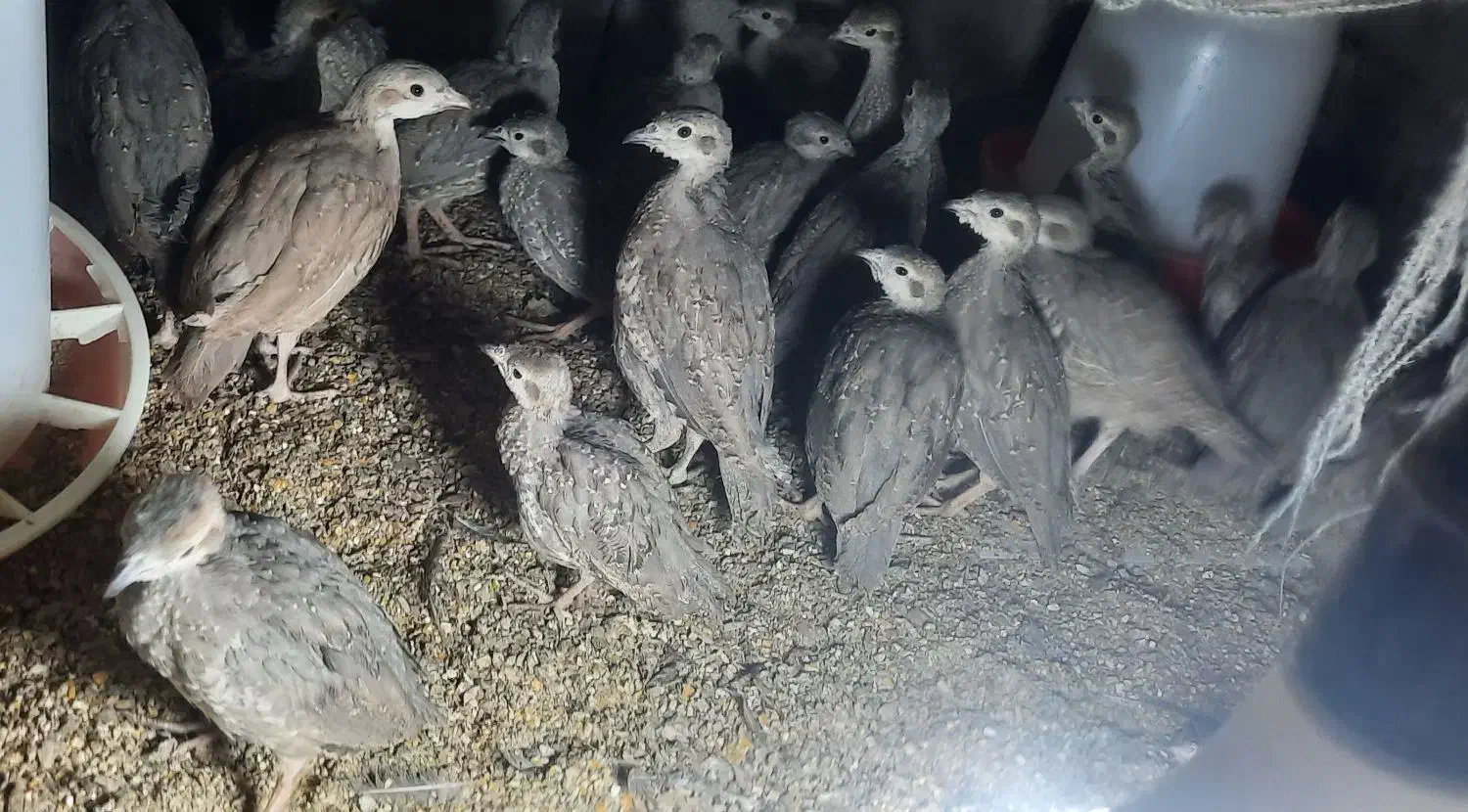 جوجه 50 روزه مطابق عکس|حیوانات مزرعه|قائن, |دیوار