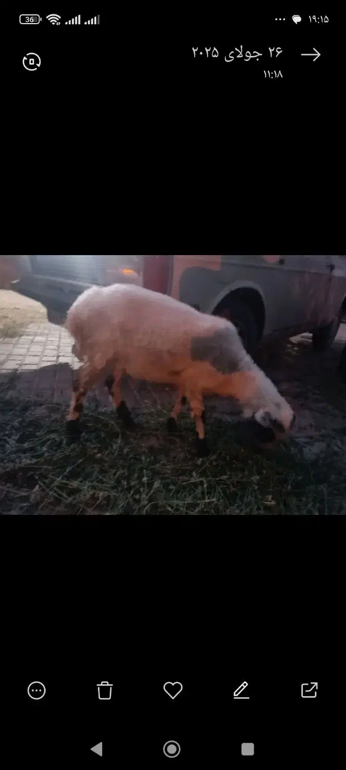 گوسفند گیسه رشتی و بره گیسه ابستن از قوچ هترو|حیوانات مزرعه|نرماشیر, |دیوار