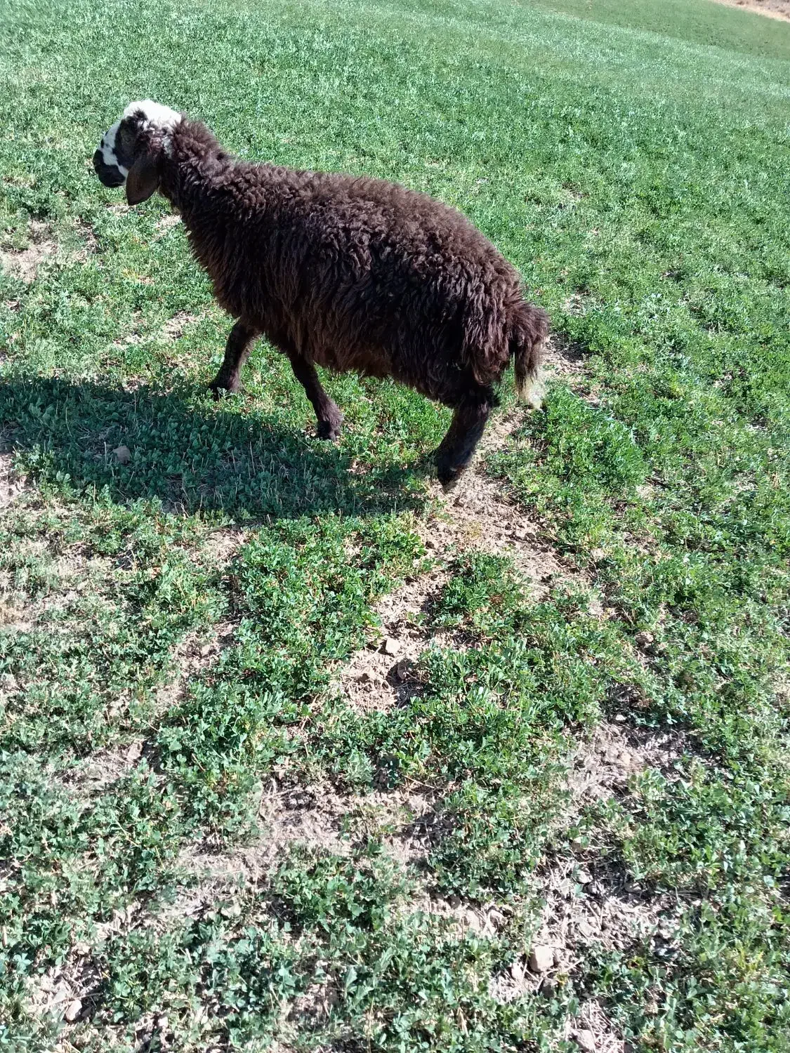 یک راس بره نر ویک راس بزغاله نر|حیوانات مزرعه|چادگان, |دیوار